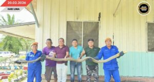 APM MUJUR NANGKAP SIKU ULAR KOBRA SEPEMANJAI URUNG 3.2 METER BA SEJAP ESTATE, BARAM