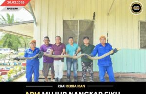 APM MUJUR NANGKAP SIKU ULAR KOBRA SEPEMANJAI URUNG 3.2 METER BA SEJAP ESTATE, BARAM