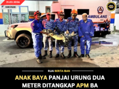 ANAK BAYA PANJAI URUNG DUA METER DITANGKAP APM BA KAMPUNG SINDANG
