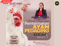 KUS PENGATUR BETUPI MANUK DAGIN UPM SARAWAK NGANGKATKA PENGELANDIK DAGANG ORANG BETUPI