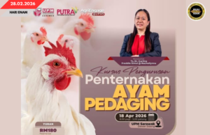 KUS PENGATUR BETUPI MANUK DAGIN UPM SARAWAK NGANGKATKA PENGELANDIK DAGANG ORANG BETUPI