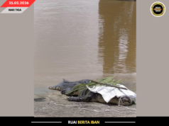 SIKU BAYA BESAI MUJUR DITANGKAP BA BATANG SADONG