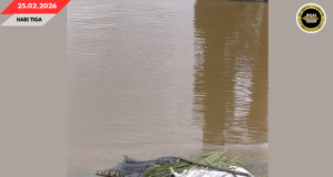 SIKU BAYA BESAI MUJUR DITANGKAP BA BATANG SADONG