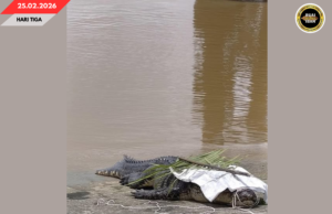 SIKU BAYA BESAI MUJUR DITANGKAP BA BATANG SADONG