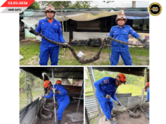 SIKU ULAR SAWA BATIK PEMANJAI 3 METER MUJUR DITANGKAP APM PENGUDAH TEPEKUL DALAM KANDANG MANUK