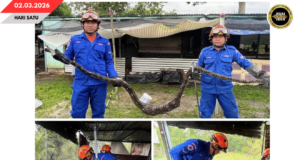 SIKU ULAR SAWA BATIK PEMANJAI 3 METER MUJUR DITANGKAP APM PENGUDAH TEPEKUL DALAM KANDANG MANUK