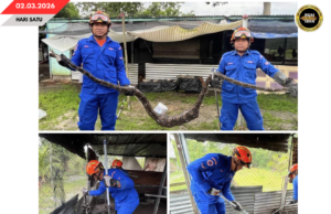 SIKU ULAR SAWA BATIK PEMANJAI 3 METER MUJUR DITANGKAP APM PENGUDAH TEPEKUL DALAM KANDANG MANUK