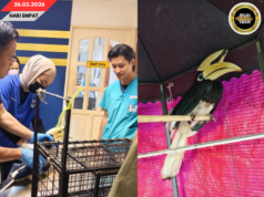 Burung Beruie Diselamatka, SFC Negapka Pengawa Ngintu