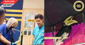 Burung Beruie Diselamatka, SFC Negapka Pengawa Ngintu