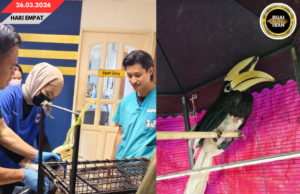 Burung Beruie Diselamatka, SFC Negapka Pengawa Ngintu