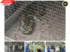 APM MUKAH MUJUR NANGKAP SIKU ULAR SAWA BATIK PEMANJAI TIGA METER BA KANDANG MANUK