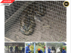 APM MUKAH MUJUR NANGKAP SIKU ULAR SAWA BATIK PEMANJAI TIGA METER BA KANDANG MANUK