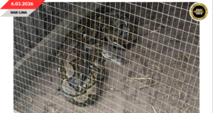 APM MUKAH MUJUR NANGKAP SIKU ULAR SAWA BATIK PEMANJAI TIGA METER BA KANDANG MANUK