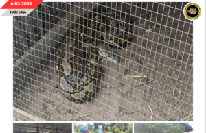 APM MUKAH MUJUR NANGKAP SIKU ULAR SAWA BATIK PEMANJAI TIGA METER BA KANDANG MANUK