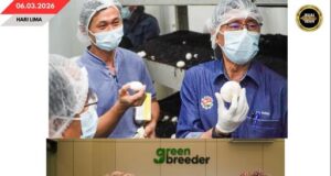 BORNEO HIGHLAND ORCHARD KETERUBAH DI SARAWAK NGELUARKA KULAT BUTANG PUTIH MENUA TU