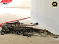 Siku Baya Engkatak pemanjai urung 2.5 meter ditemu ba rumah puang