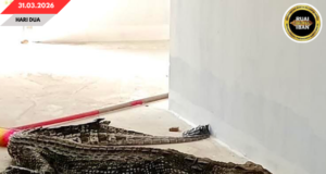 Siku Baya Engkatak pemanjai urung 2.5 meter ditemu ba rumah puang