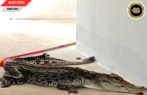 Siku Baya Engkatak pemanjai urung 2.5 meter ditemu ba rumah puang