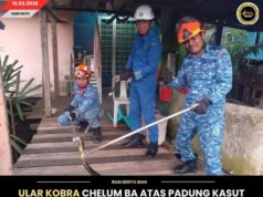 ULAR KOBRA CHELUM BA ATAS PADUNG KASUT PEMANJAI TIGA METER MUJUR DITANGKAP