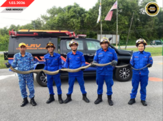 APM SAMARAHAN MUJUR NANGKAP ULAR TEDUNG PEMANJAI 13 KAKI DALAM TIMPUH 15 MINIT