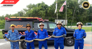 APM SAMARAHAN MUJUR NANGKAP ULAR TEDUNG PEMANJAI 13 KAKI DALAM TIMPUH 15 MINIT