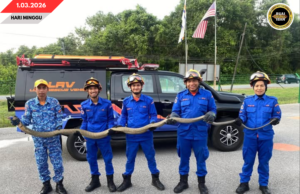 APM SAMARAHAN MUJUR NANGKAP ULAR TEDUNG PEMANJAI 13 KAKI DALAM TIMPUH 15 MINIT