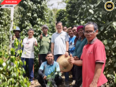MPB NEGAPKA KAUL ENGGAU KOMUNITI BEKEBUN LADA NENGAH PENGAWA NEMUAI NGAGAI PALAN BA BATANG AI ENGGAU SIMANGGANG