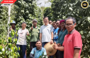 MPB NEGAPKA KAUL ENGGAU KOMUNITI BEKEBUN LADA NENGAH PENGAWA NEMUAI NGAGAI PALAN BA BATANG AI ENGGAU SIMANGGANG