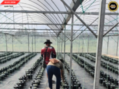 PROJEK MELON HIBRID LAKIKR NGERIKOD PENUMBUH 100 PERATUS, MERANSANG PENGAWA BETANAM BETUPI PINTAR