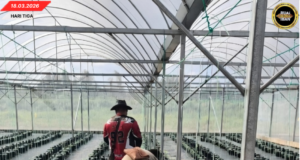 PROJEK MELON HIBRID LAKIKR NGERIKOD PENUMBUH 100 PERATUS, MERANSANG PENGAWA BETANAM BETUPI PINTAR