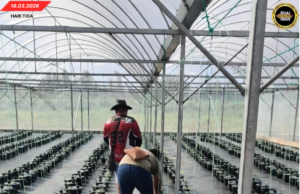 PROJEK MELON HIBRID LAKIKR NGERIKOD PENUMBUH 100 PERATUS, MERANSANG PENGAWA BETANAM BETUPI PINTAR