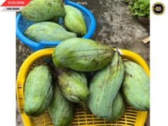 BANSA BUAH MANGGA TI TEBILANG DI MALAYSIA BISI NGEMBUAN PENYAMAI ASAI ENGGAU NILAI KOMERSIAL TI TINGGI