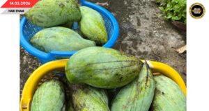 BANSA BUAH MANGGA TI TEBILANG DI MALAYSIA BISI NGEMBUAN PENYAMAI ASAI ENGGAU NILAI KOMERSIAL TI TINGGI