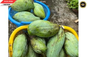 BANSA BUAH MANGGA TI TEBILANG DI MALAYSIA BISI NGEMBUAN PENYAMAI ASAI ENGGAU NILAI KOMERSIAL TI TINGGI