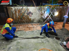 Ular Sawa Panjai Dua Meter Ditangkap Ba Belakang Rumah Di Mukah