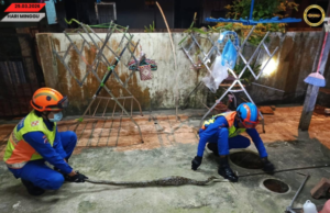 Ular Sawa Panjai Dua Meter Ditangkap Ba Belakang Rumah Di Mukah