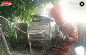 Ular Ba Dalam Sangkar Manuk Mujur Ditangkap Bomba Bintangor