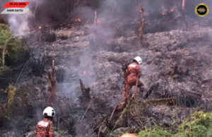 Penusah angus ti ngaul kebun nyerarai ngagai kandang kampung di Kawit