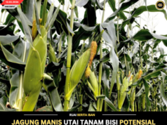 JAGUNG MANIS UTAI TANAM BISI POTENSIAL TINGGI MERI PENGUNTUNG BESAI NGAGAI ORANG BUMAI