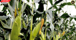 JAGUNG MANIS UTAI TANAM BISI POTENSIAL TINGGI MERI PENGUNTUNG BESAI NGAGAI ORANG BUMAI