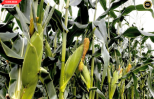 JAGUNG MANIS UTAI TANAM BISI POTENSIAL TINGGI MERI PENGUNTUNG BESAI NGAGAI ORANG BUMAI