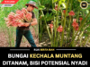 BUNGAI KECHALA MUNTANG DITANAM, BISI POTENSIAL NYADI UTAI TUMBUH HERBA TI BEREGA
