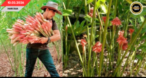 BUNGAI KECHALA MUNTANG DITANAM, BISI POTENSIAL NYADI UTAI TUMBUH HERBA TI BEREGA