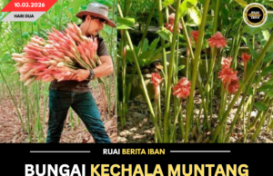 BUNGAI KECHALA MUNTANG DITANAM, BISI POTENSIAL NYADI UTAI TUMBUH HERBA TI BEREGA