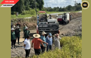 PROJEK NGELUARKA BENIH PADI HIBRID BENUNG BA RENGGAT NGETAU
