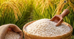 Padi Adan Ba’kelalan diaku nyadi GI,dDitegapka nyadi pesaka premium Lun Bawang