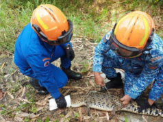 Siku baya tepekul dalam bubu ikan ba Sungai Pasa
