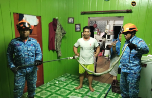 Ular sawa ngasuh tegepang maya nyendiaka pemakai tumu pagi