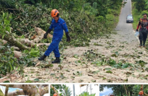 Kayu tumbang ba Kampung Sebobok, Bau udah diputar enggau lengkas