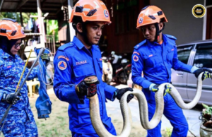 APM nangkap ular tedung panjai tiga meter di Kuala Terengganu